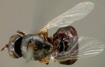 Media type: image;   Entomology 12591 Aspect: habitus dorsal view